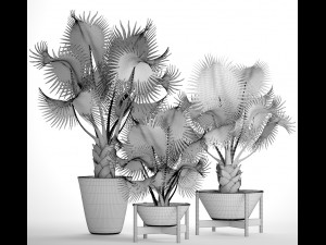 collection palms bismarckia nobilis 3D Model