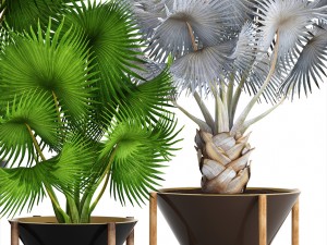 collection palms bismarckia nobilis 3D Model
