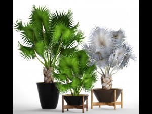 collection palms bismarckia nobilis 3D Model