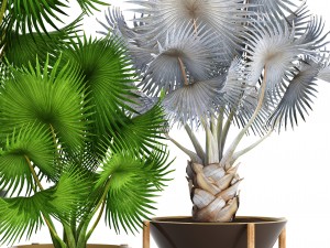 collection palms bismarckia nobilis 3D Model