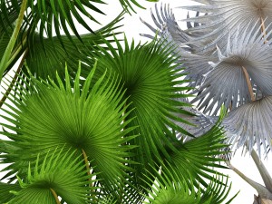 collection palms bismarckia nobilis 3D Model