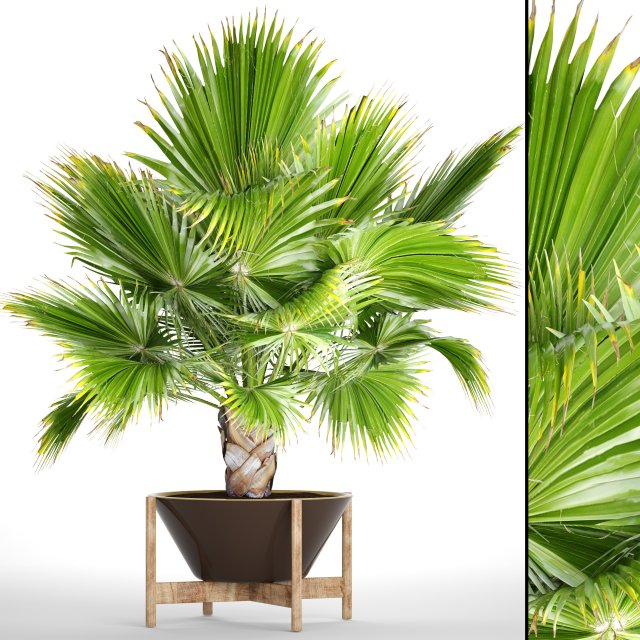 palm tree 3D 模型 .c4d .max .obj .3ds .fbx .stl .blend 