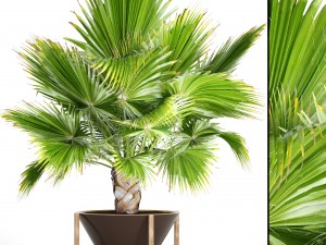 palm tree 3D Model