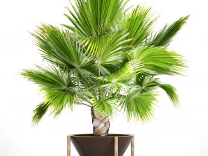palmeira Modelo 3D