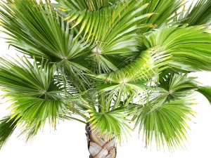 palmeira Modelo 3D