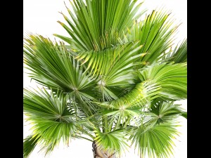 palm tree 3D 模型