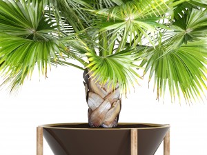 palm tree 3D 模型