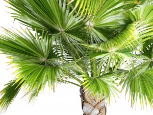 palm tree 3D 模型