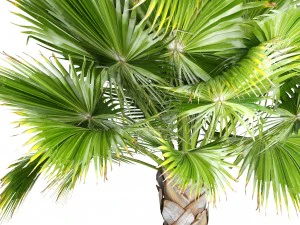 palmeira Modelo 3D