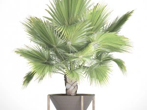 palmeira Modelo 3D