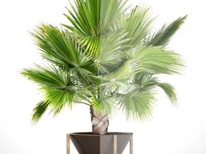 palmeira Modelo 3D
