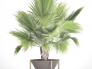 palm tree 3D 模型