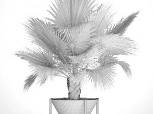 palmeira Modelo 3D