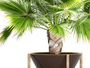 palm tree 3D 模型