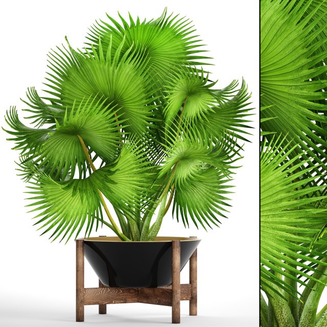 palm tree 3D 模型 .c4d .max .obj .3ds .fbx .stl .blend 