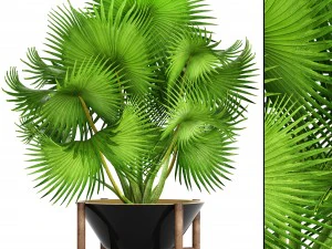palm tree 3D Model