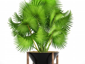 palm tree 3D 模型
