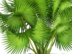 palm tree 3D 模型