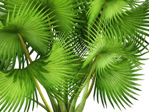 palm tree 3D 模型