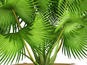 palm tree 3D 模型