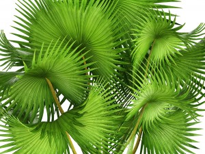 palm tree 3D 模型