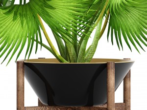 palm tree 3D 模型