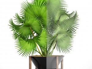 palm tree 3D 模型
