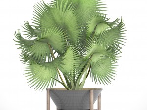 palm tree 3D 模型