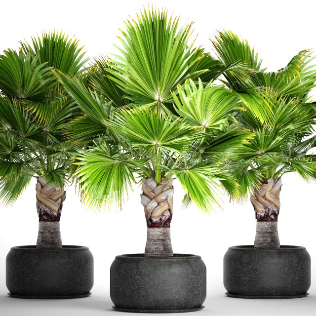 palm tree 3D 模型 .c4d .max .obj .3ds .fbx .stl .blend