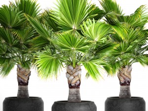 palm tree 3D मॉडल