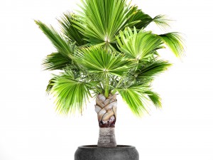 palm tree 3D 模型