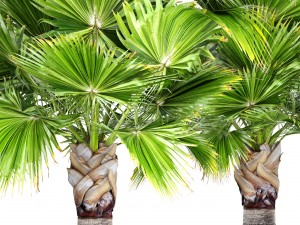palm tree 3D 模型