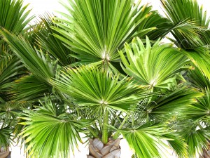 palm tree 3D 模型