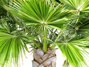 palm tree 3D 模型
