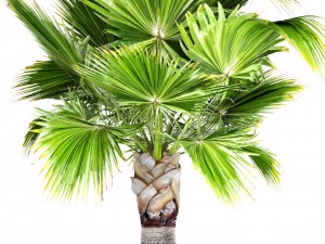 palm tree 3D 模型