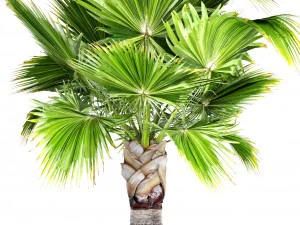 palm tree 3D Model