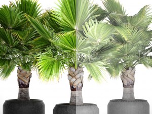 palm tree 3D 模型