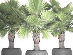 palm tree 3D 模型