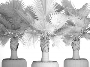 palm tree 3D 模型