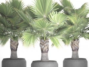 palm tree 3D 模型