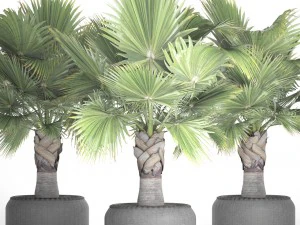 palm tree 3D Model