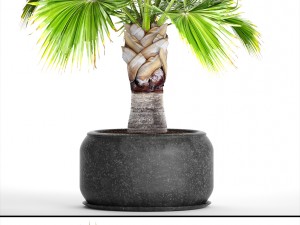 palm tree 3D 模型
