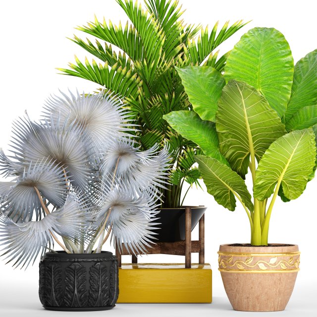 collection of tropical plants 3D मॉडल .c4d .max .obj .3ds .fbx .stl .blend