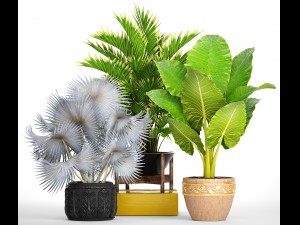 collection of tropical plants 3D मॉडल