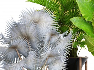 collection of tropical plants 3D मॉडल
