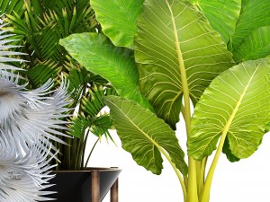 collection of tropical plants 3D मॉडल