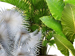 collection of tropical plants 3D मॉडल