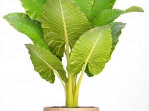 collection of tropical plants 3D मॉडल