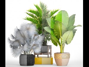 collection of tropical plants 3D मॉडल