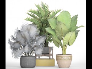 collection of tropical plants 3D मॉडल